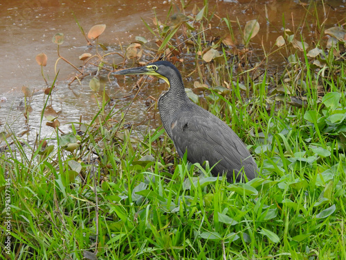 Bare-throated Tiger Heron 