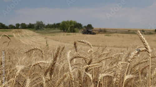 wheat in the foreground and in the background a combine harvester harvesting wheat