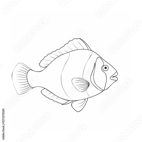fish on a white background