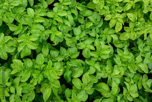 young green leaves of potato tops. top view. background photo