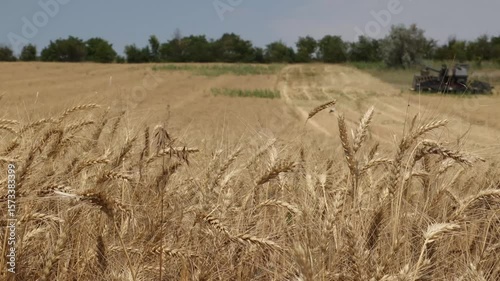 wheat in the foreground and in the background a combine harvester harvesting wheat