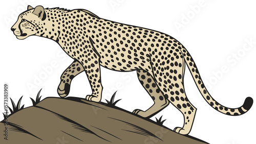 Cheetah illustration vector image of a wild cat walking on a hill for graphic design projects