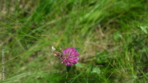 A bee has landed on a small purple flower in the foreground of a green field.