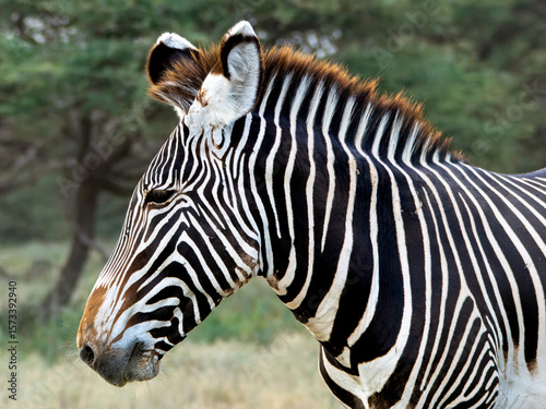 Grevy zebra , safari in Samburu National Park in Kenya.