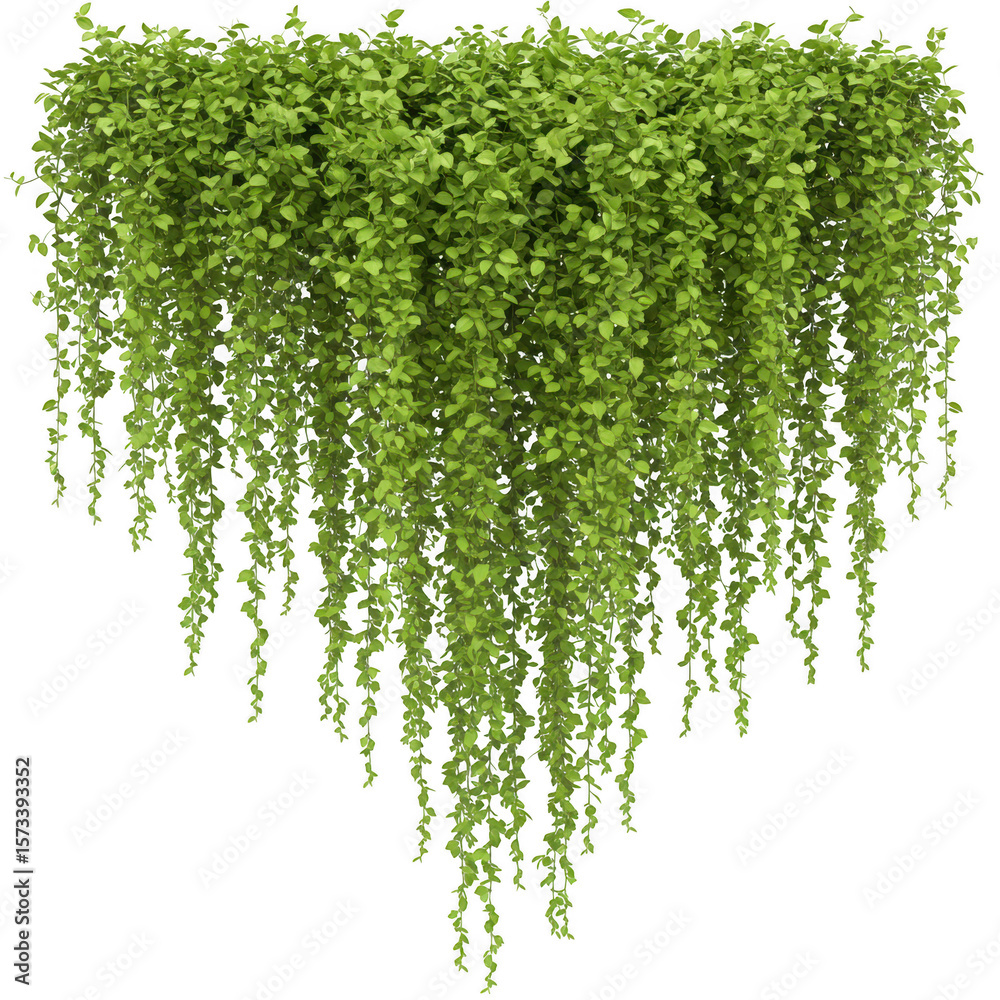 Obraz premium Lush green cascading plant with small leaves hanging down on a transparent background image view