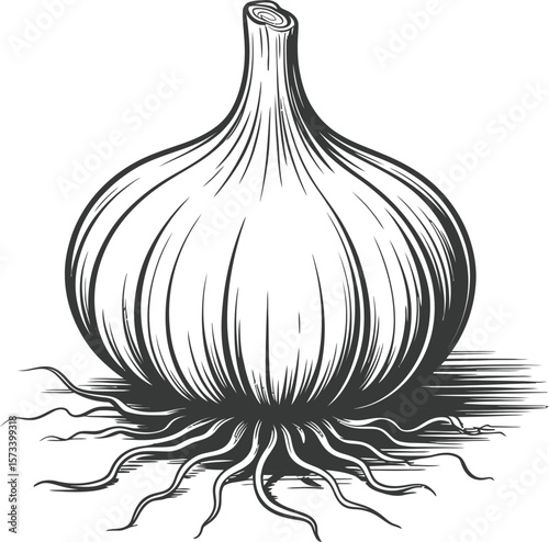 Hand Drawn Garlic Bulb with Roots – Vintage Botanical Vegetable Illustration