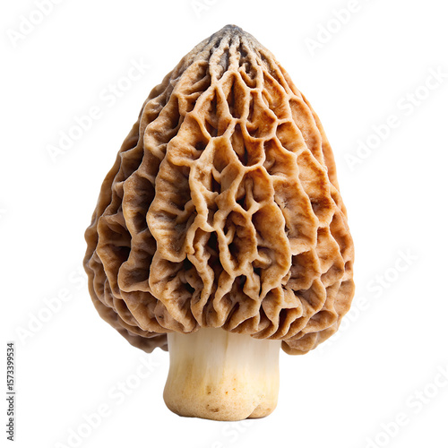 A piece of mushroom isolated on white background. PNG Transparent file type with high definition quality And vibrant color grading Available.
