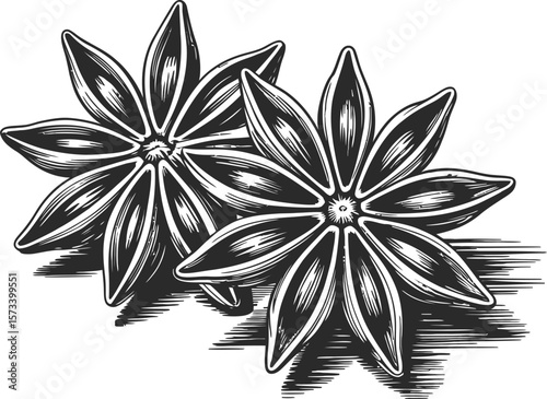 Vintage Star Anise Illustration – Hand Drawn Botanical Spice Flower in Black and White