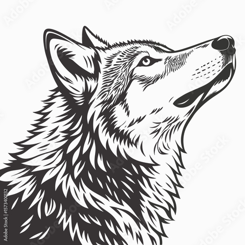 WOLF head on white background