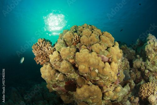 Fototapeta Naklejka Na Ścianę i Meble -  Reef area covered with hard coral near the surface under the evening sun.