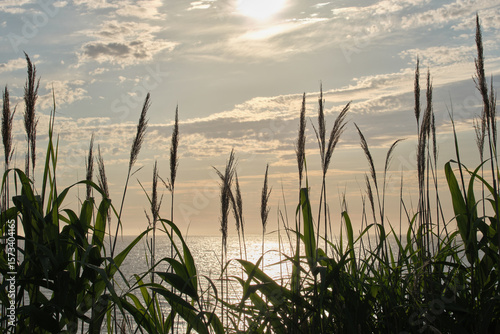 Fotomural 夕暮れの海辺に佇むヨシと太陽の輝き / Reeds by the sea at dusk with the glistening sun