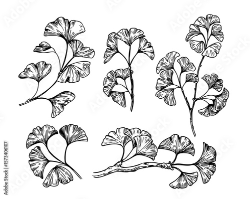 Ginkgo biloba sketch set, hand drawn vector illustrations