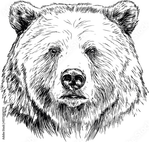 Detailed black and white illustration of a bear head, wildlife art sketch