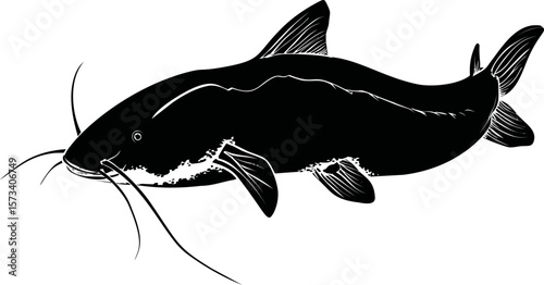 Black and white illustration of a catfish with detailed fins and whiskers