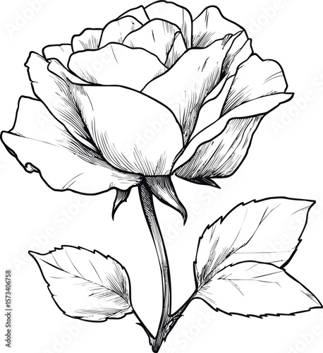 Black and white sketch of a blooming rose with leaves, detailed line art