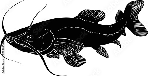Silhouette of a detailed catfish with long whiskers in black and white, vector art
