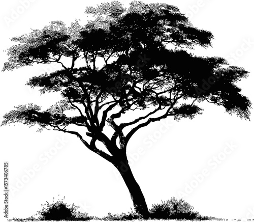 Silhouette of a large acacia tree against a clear