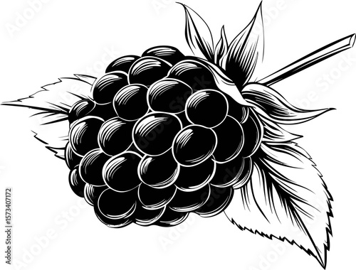 Black and white sketch of a raspberry with detailed leaves illustration