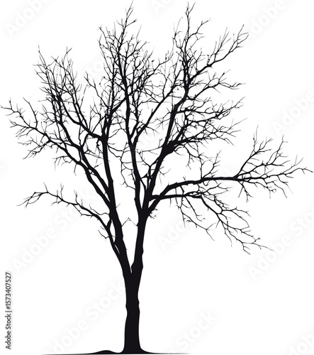 Silhouette of a leafless tree against, nature contrast