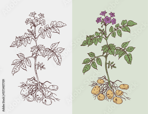 Potato plant, hand drawn vector illustration