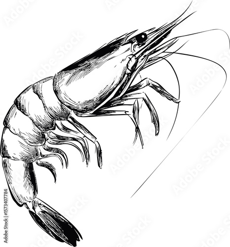 Black and white line drawing of a shrimp with detailed features sketch