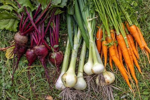 Photography Freshly harvested beets, onions, and carrots