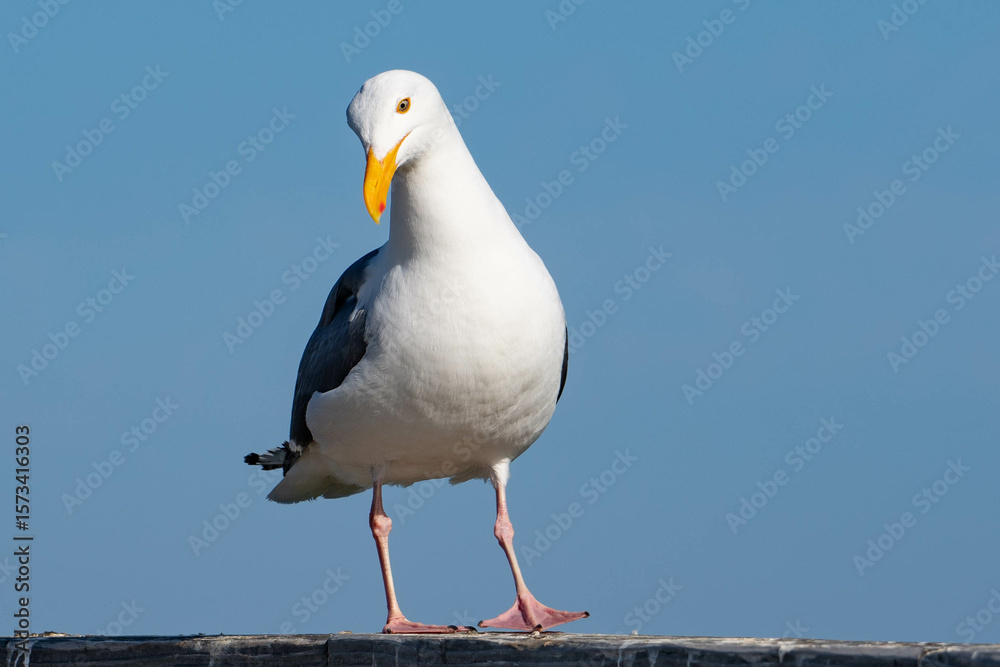 Obraz premium Western Gull (Larus occidentalis)