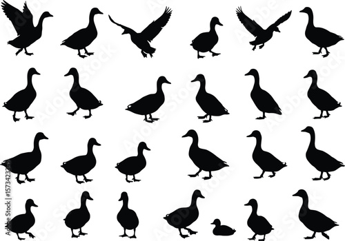 Silhouettes of flying, walking, standing ducks isolated on white background, wildlife bird illustrations, nature fauna, animal behavior pose collection, editable vector art