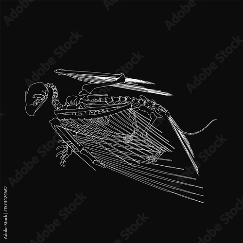 A black and white bird skeleton is drawn in detailed contour against a dark background, featuring a lifelike skull, elongated neck, and outstretched wings as if mid-flight.