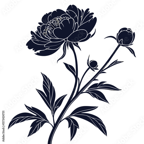 vector illustration of peony