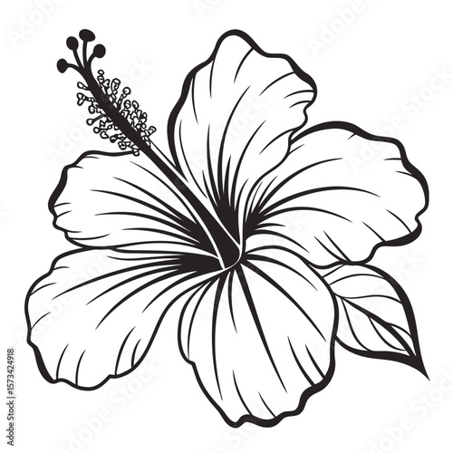 black and white hibiscus