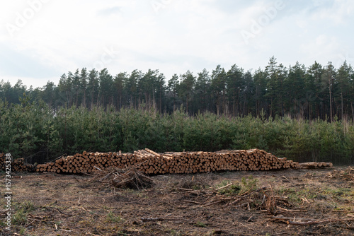 Neatly stacked log piles at forest clearing near dense pine forest. Organized stacks of cut tree logs on cleared area with dense green forest in background