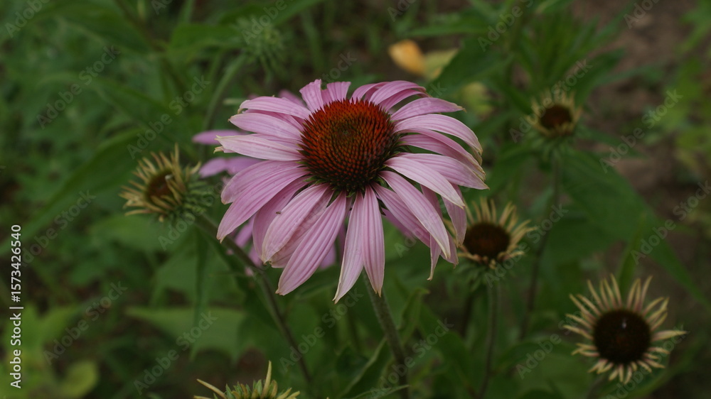 Obraz premium SONY DSC