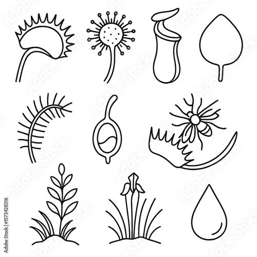 Carnivorous Plant Icons. Outline style icons of Carnivorous Swamp Plants: Venus flytrap jaw, sundew with sticky tentacles, pitcher