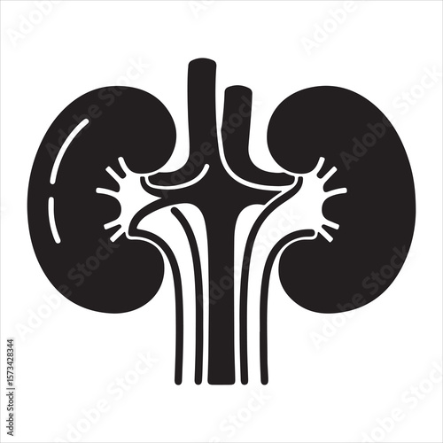 Anatomical Illustration of Human Kidneys with Vessels Depicted in Black and White Creating a Striking Medical Visual