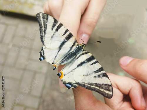 butterfly on hand