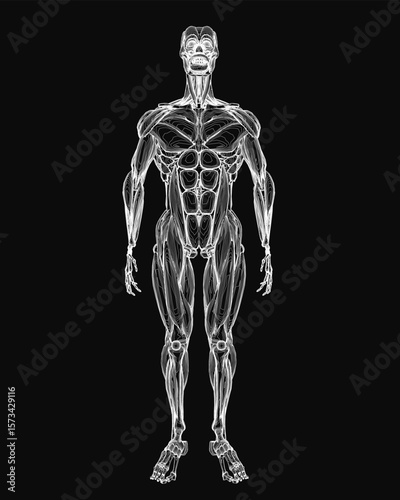 A detailed black and white illustration of male musculature highlights the intricate anatomy of the human body. The muscular system is prominently displayed on a dark background.