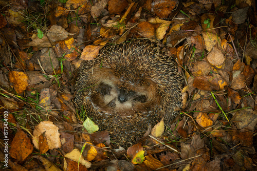 Hedgehog (Scientific name: Erinaceus Europaeus) wild, native, European hedgehog hibernating in natural woodland habitat. Curled into a ball in fallen Autumn leaves. Winter sleeping - hibernation
