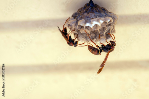 Australian Paper Wasp (Polistes humilis)