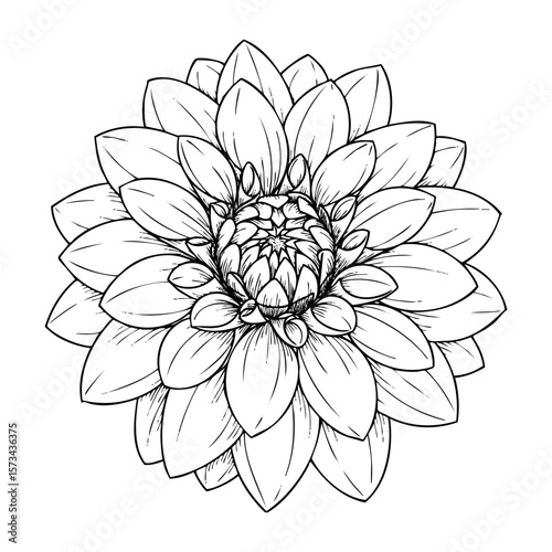 Intricate dahlia flower line art with detailed petals in black and white. Vector hand-drawn doodle illustration