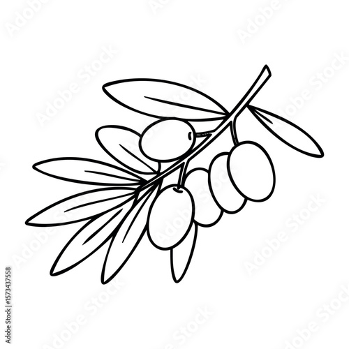 Outline drawing of olive branch with leaves and olives. Vector hand-drawn doodle illustration