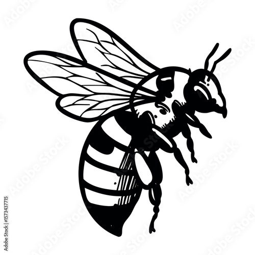 Detailed illustration of a honeybee with striped abdomen and wings. Vector hand-drawn doodle illustration