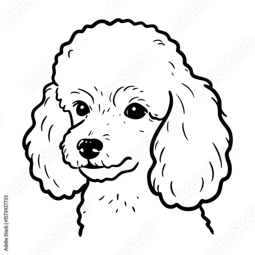 Cute poodle with fluffy ears and curly fur line art drawing. Vector hand-drawn doodle illustration