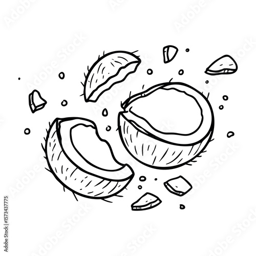 Hand-drawn illustration of coconut halves and pieces in detailed black outline. Vector hand-drawn doodle illustration