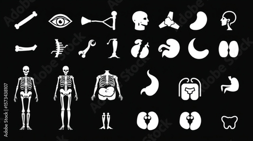 Illustration showing various human body parts and skeletons in white on a black background created with generated ai
