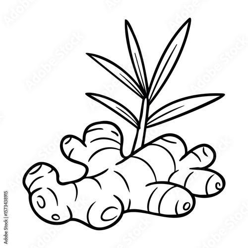 Simple line drawing of ginger root with leaves for herbal illustration. Vector hand-drawn doodle illustration