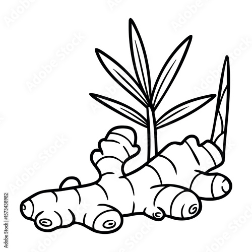 Hand-drawn ginger root with leaves illustration highlighting botanical details. Vector hand-drawn doodle illustration