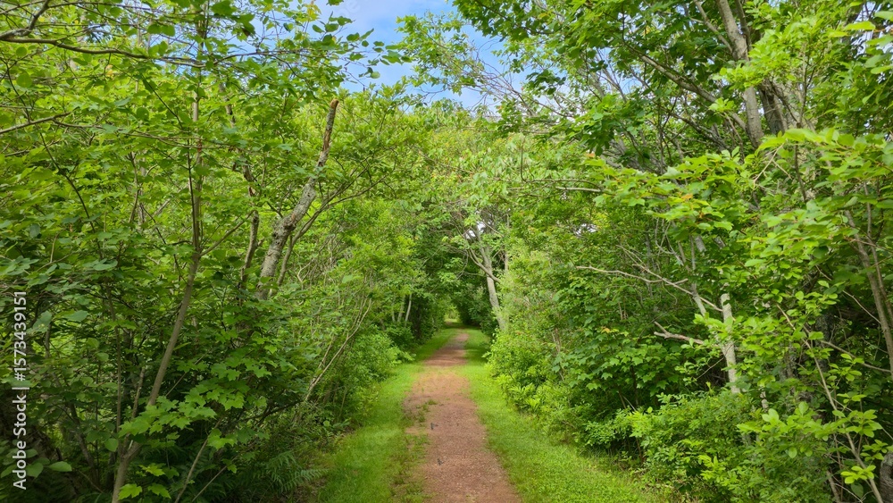 A serene dirt path winds through a lush forest, surrounded by a vibrant green canopy of trees and shrubs. A serene dirt path winds through a lush forest, surrounded by a vibrant green canopy of trees and shrubs.