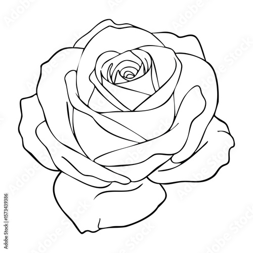 Line art rose drawing with petals in detailed outline design. Vector hand-drawn doodle illustration