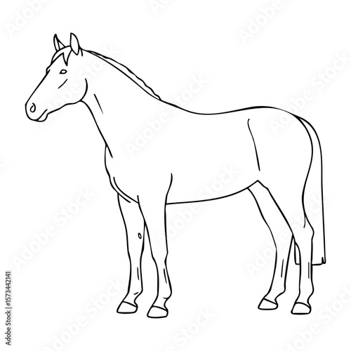 Outline drawing of horse in standing position. Vector hand-drawn doodle illustration